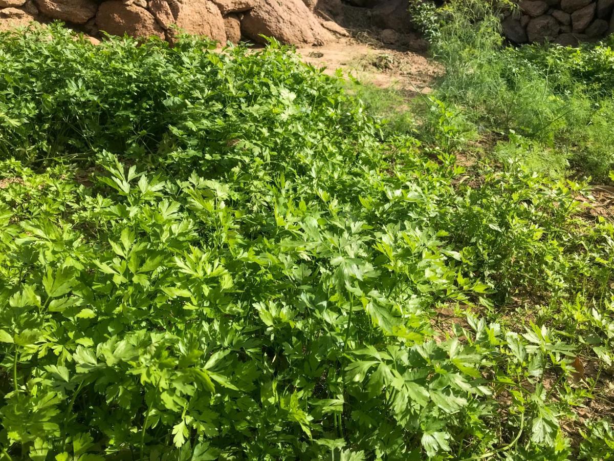 Eco Nubia Villa อัสวาน ภายนอก รูปภาพ